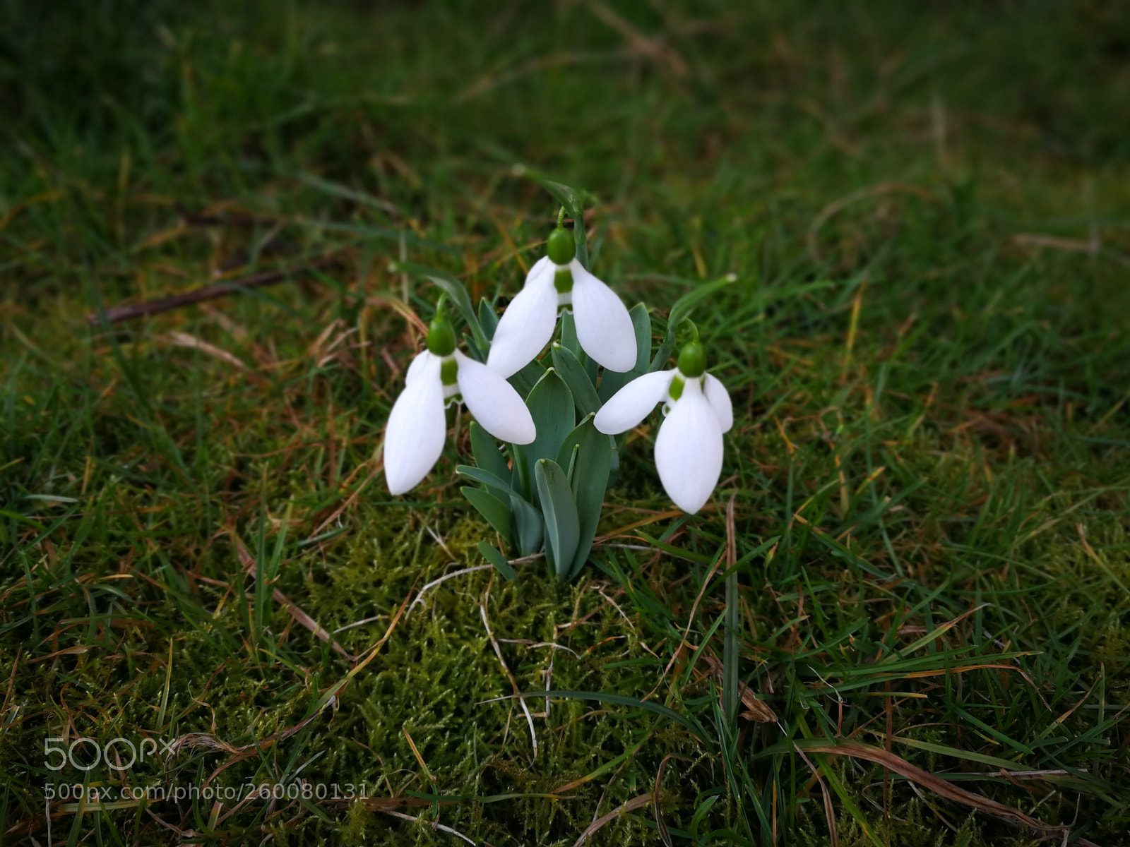 HUAWEI P10 sample photo. Edf photography