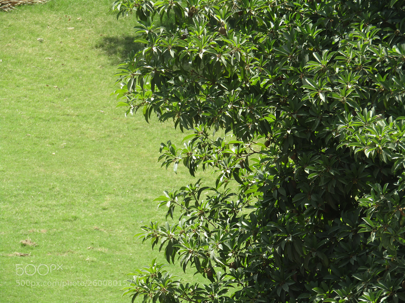 Canon PowerShot SX410 IS sample photo. Img photography