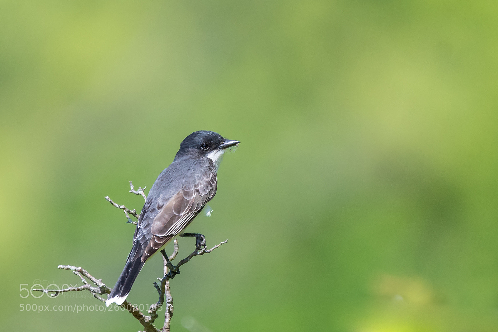 Nikon D500 sample photo. Willow flycatcher photography