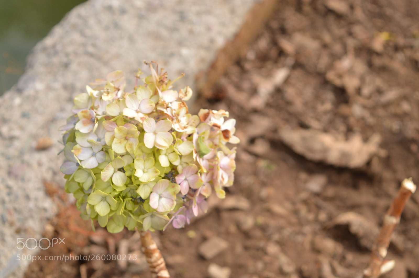 Nikon D3200 sample photo. Dsc photography