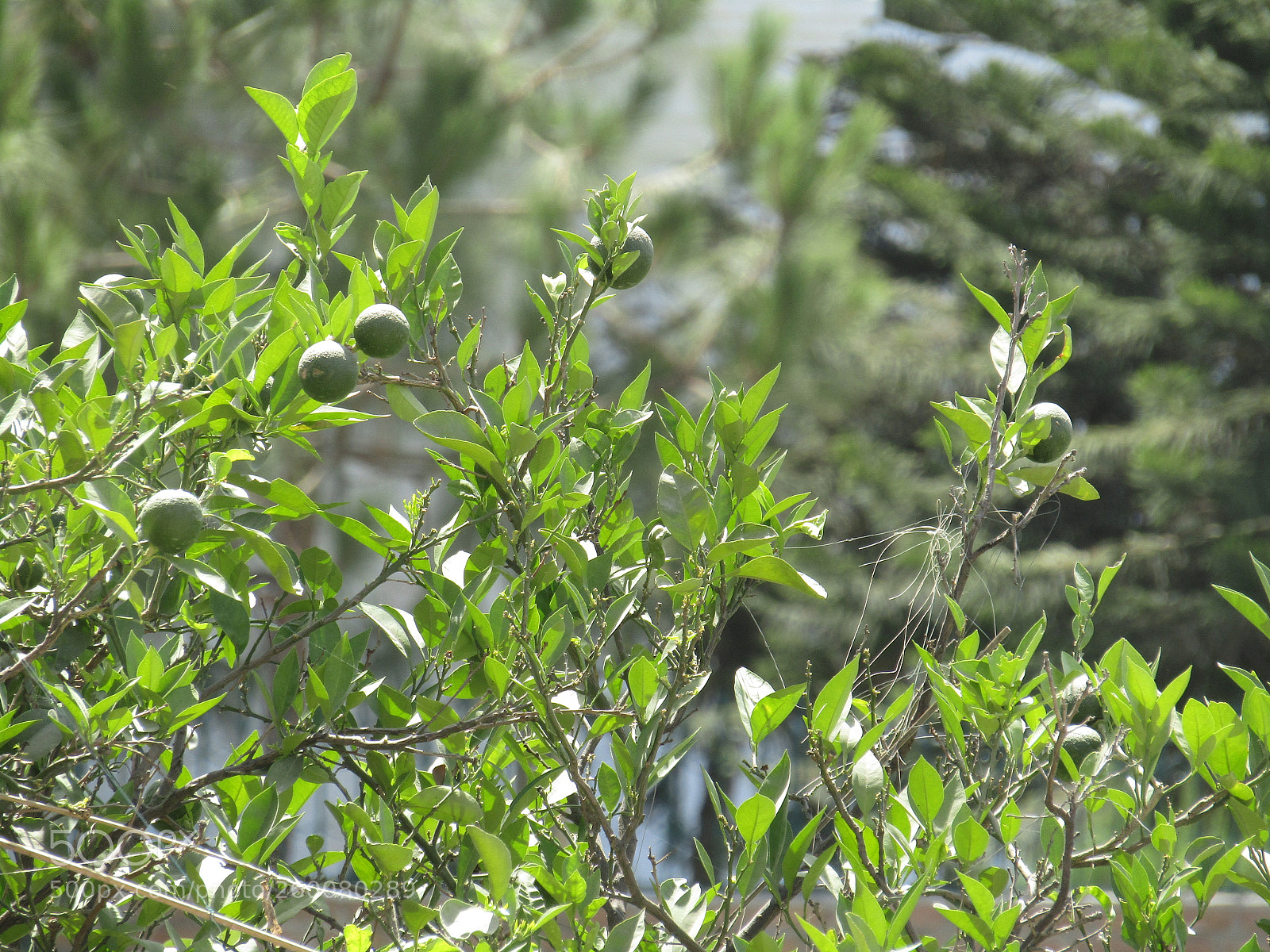 Canon PowerShot SX410 IS sample photo. Img photography