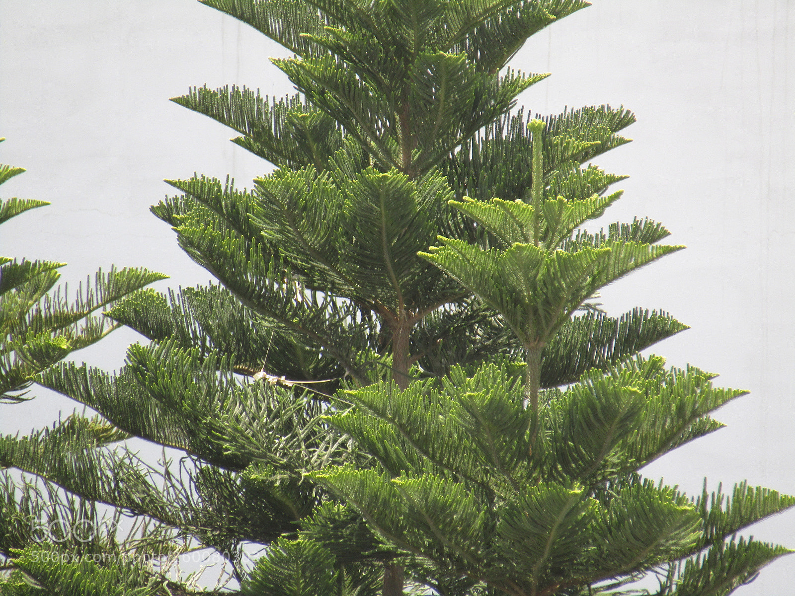 Canon PowerShot SX410 IS sample photo. Img photography
