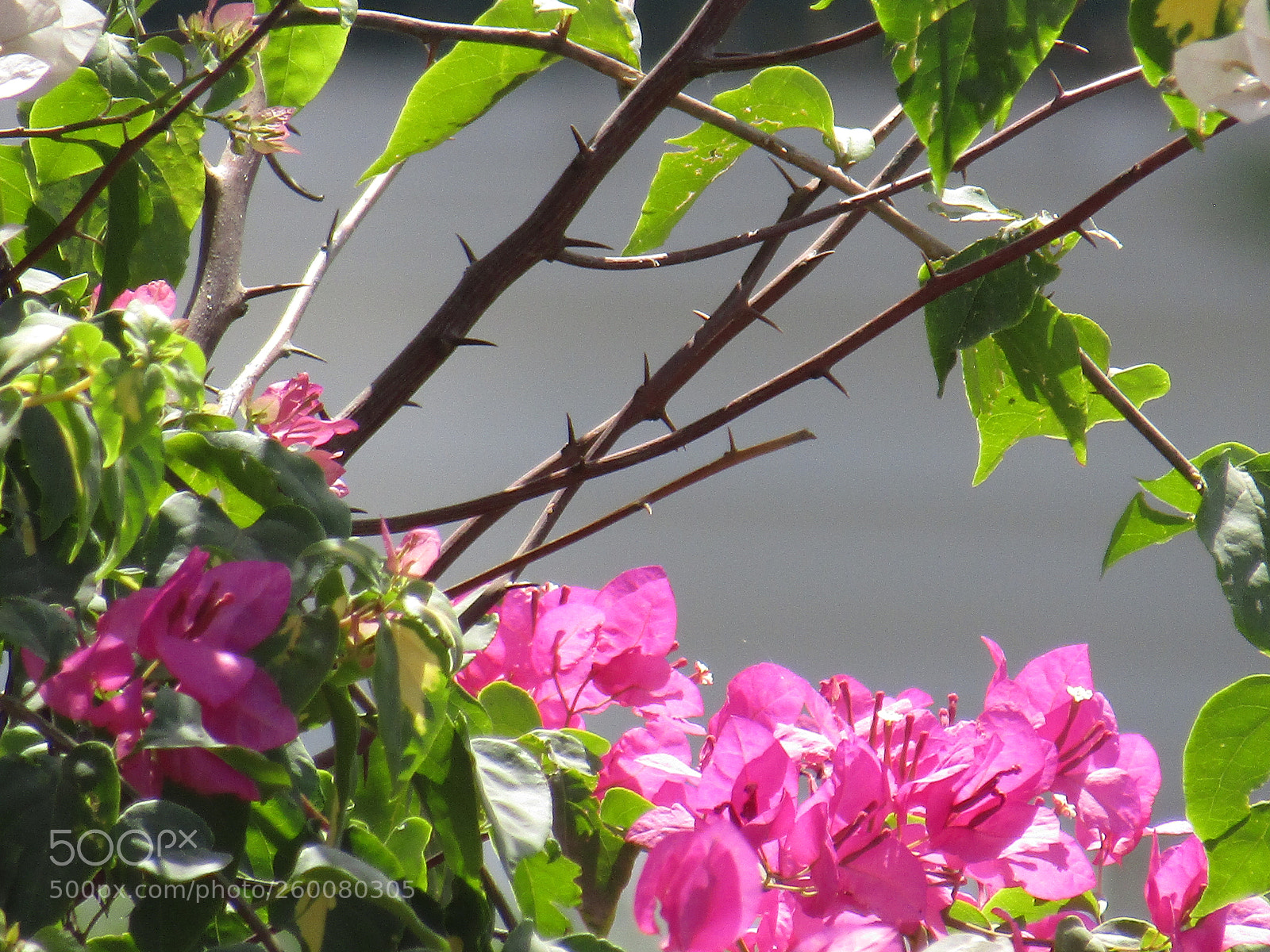 Canon PowerShot SX410 IS sample photo. Img photography