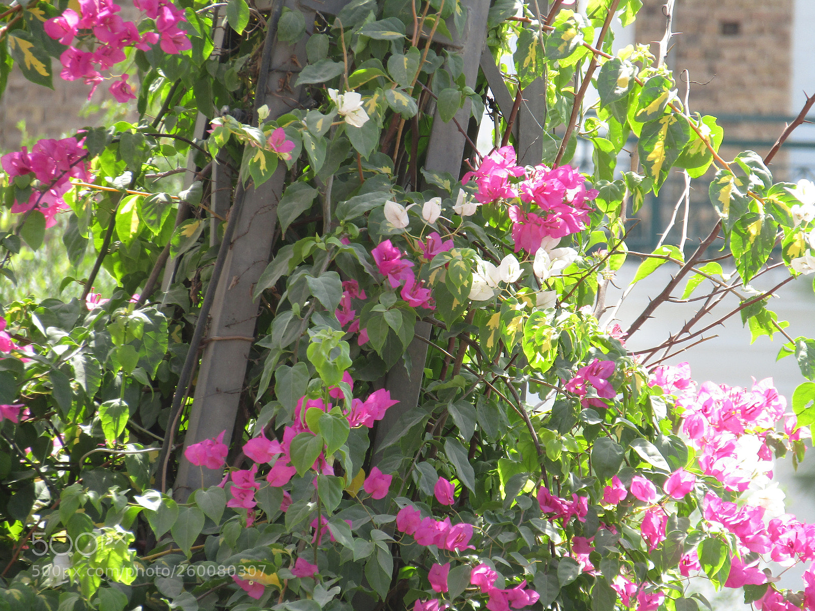 Canon PowerShot SX410 IS sample photo. Img photography