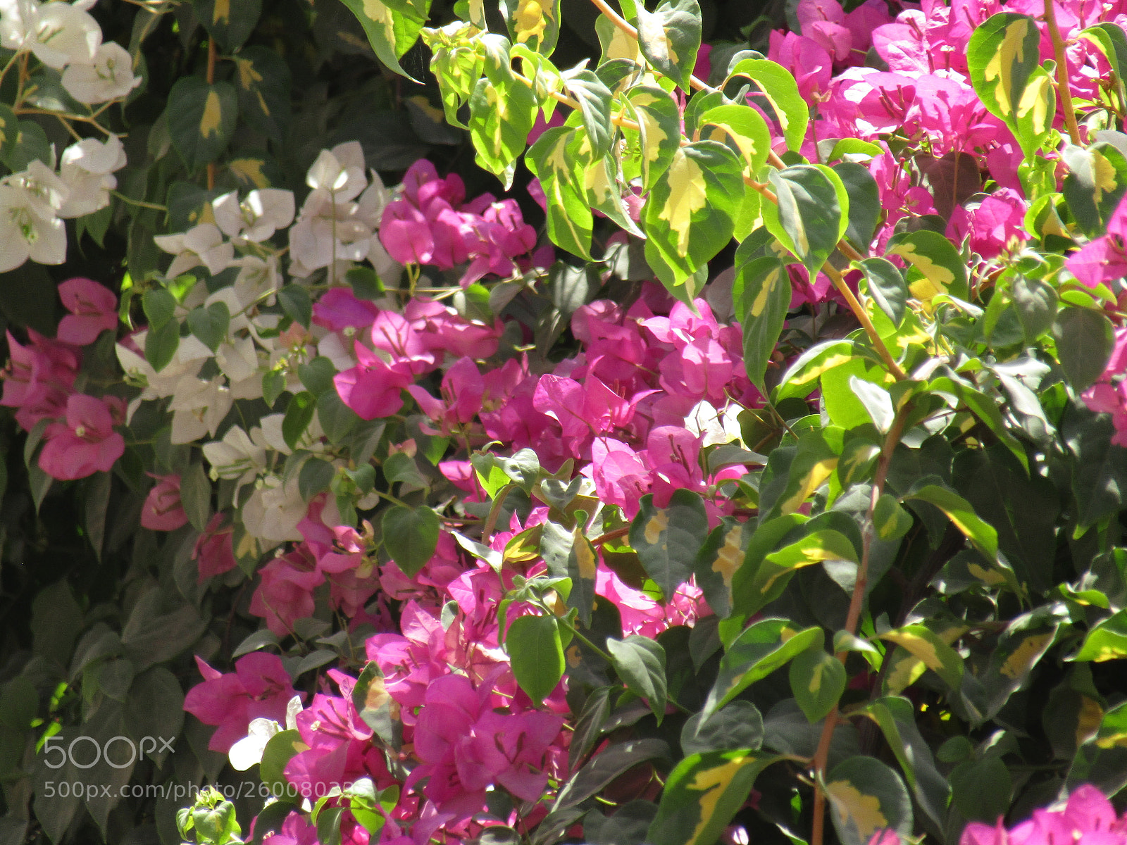 Canon PowerShot SX410 IS sample photo. Img photography