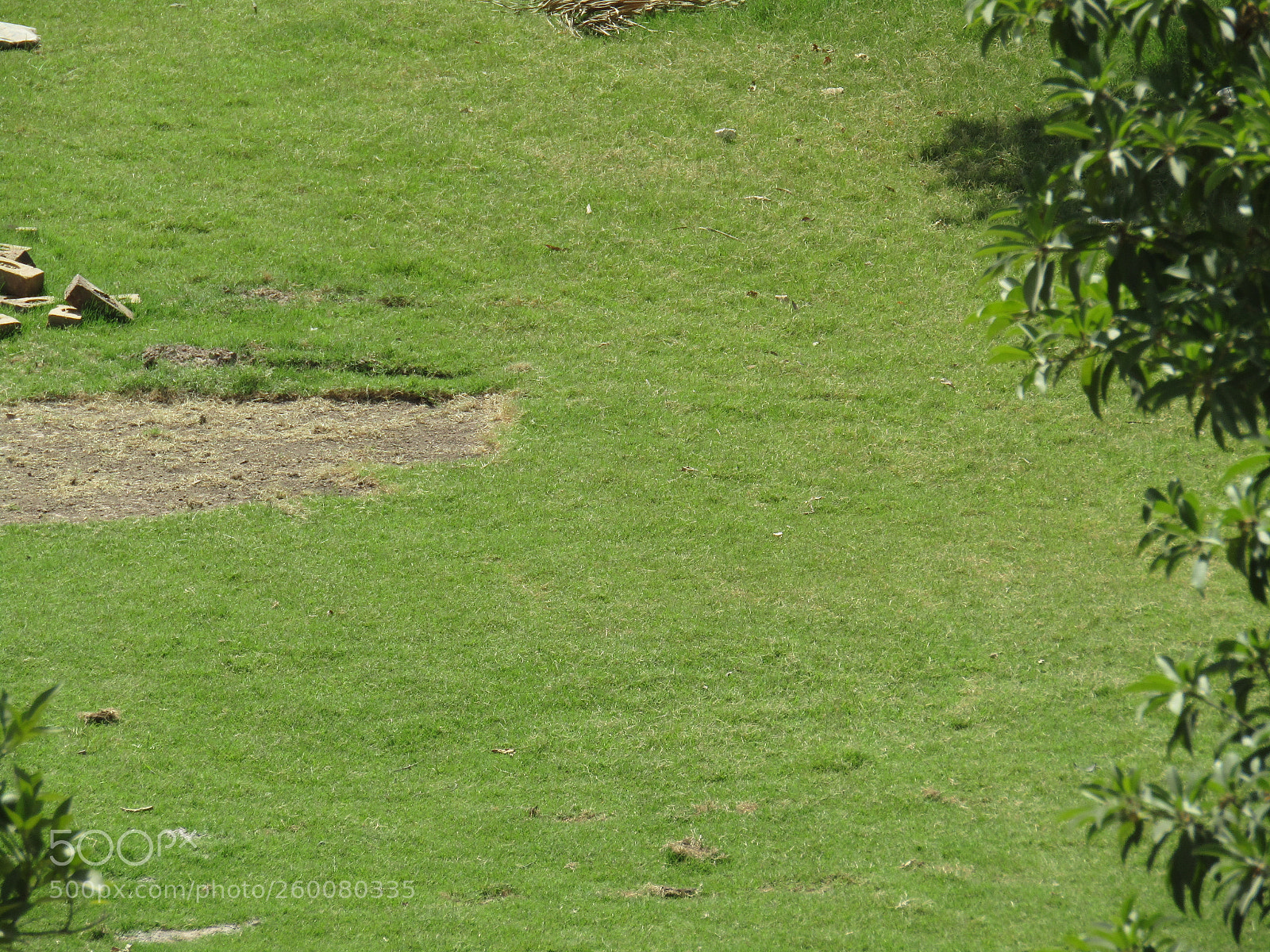 Canon PowerShot SX410 IS sample photo. Img photography