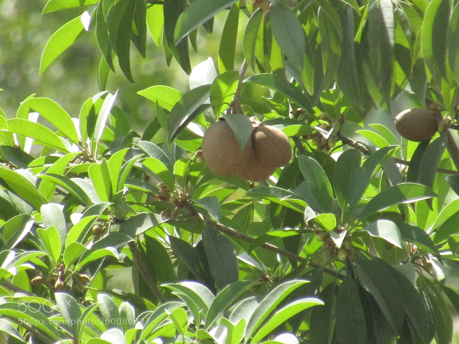 Canon PowerShot SX410 IS sample photo. Img photography