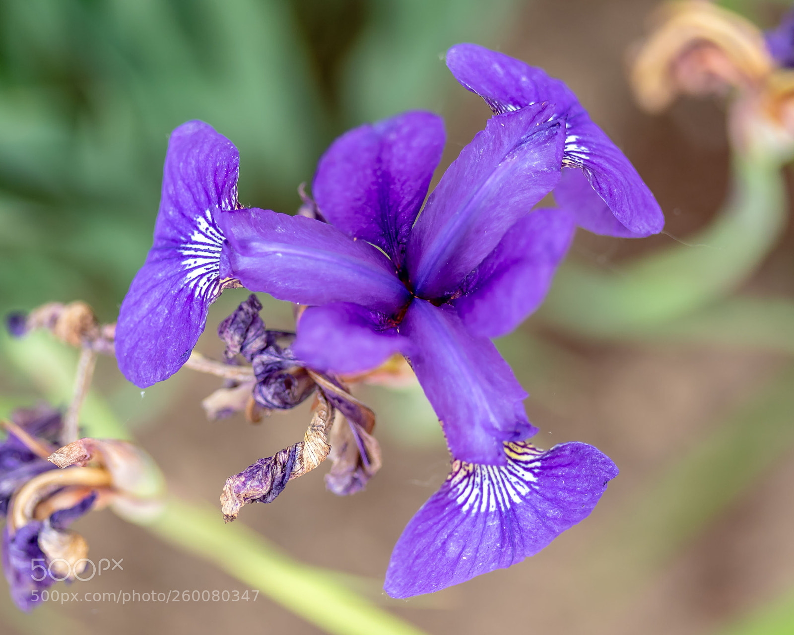 Canon EOS 7D Mark II sample photo. Old and new violet photography
