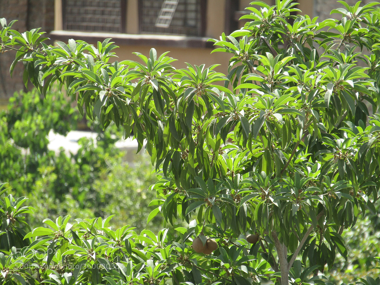 Canon PowerShot SX410 IS sample photo. Img photography