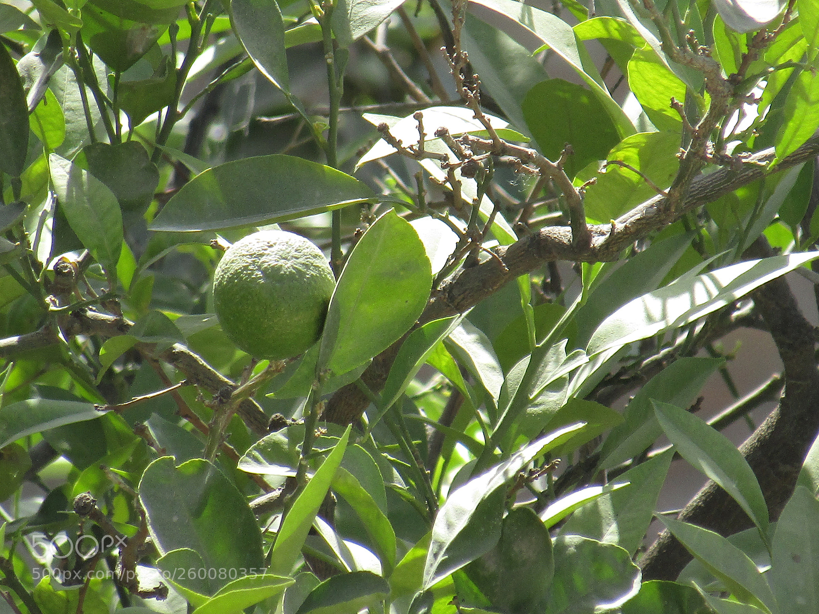 Canon PowerShot SX410 IS sample photo. Img photography