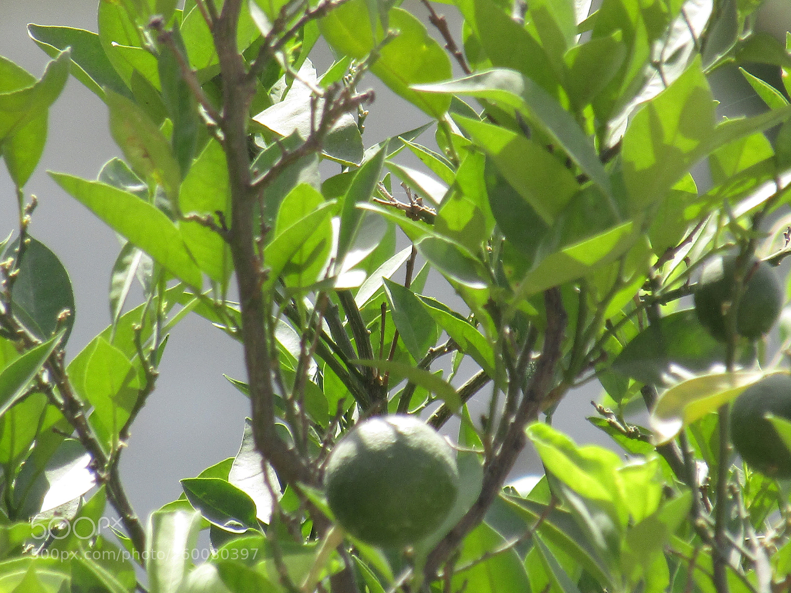 Canon PowerShot SX410 IS sample photo. Img photography