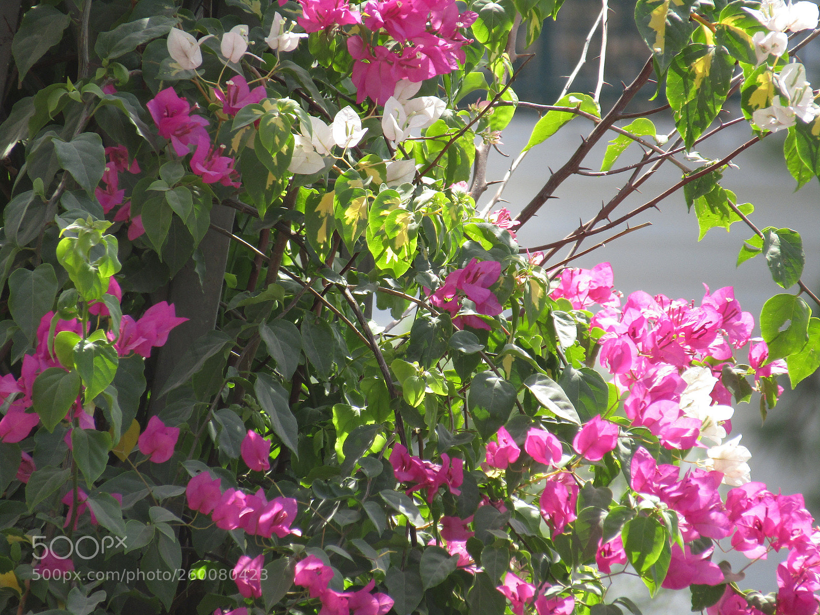Canon PowerShot SX410 IS sample photo. Img photography