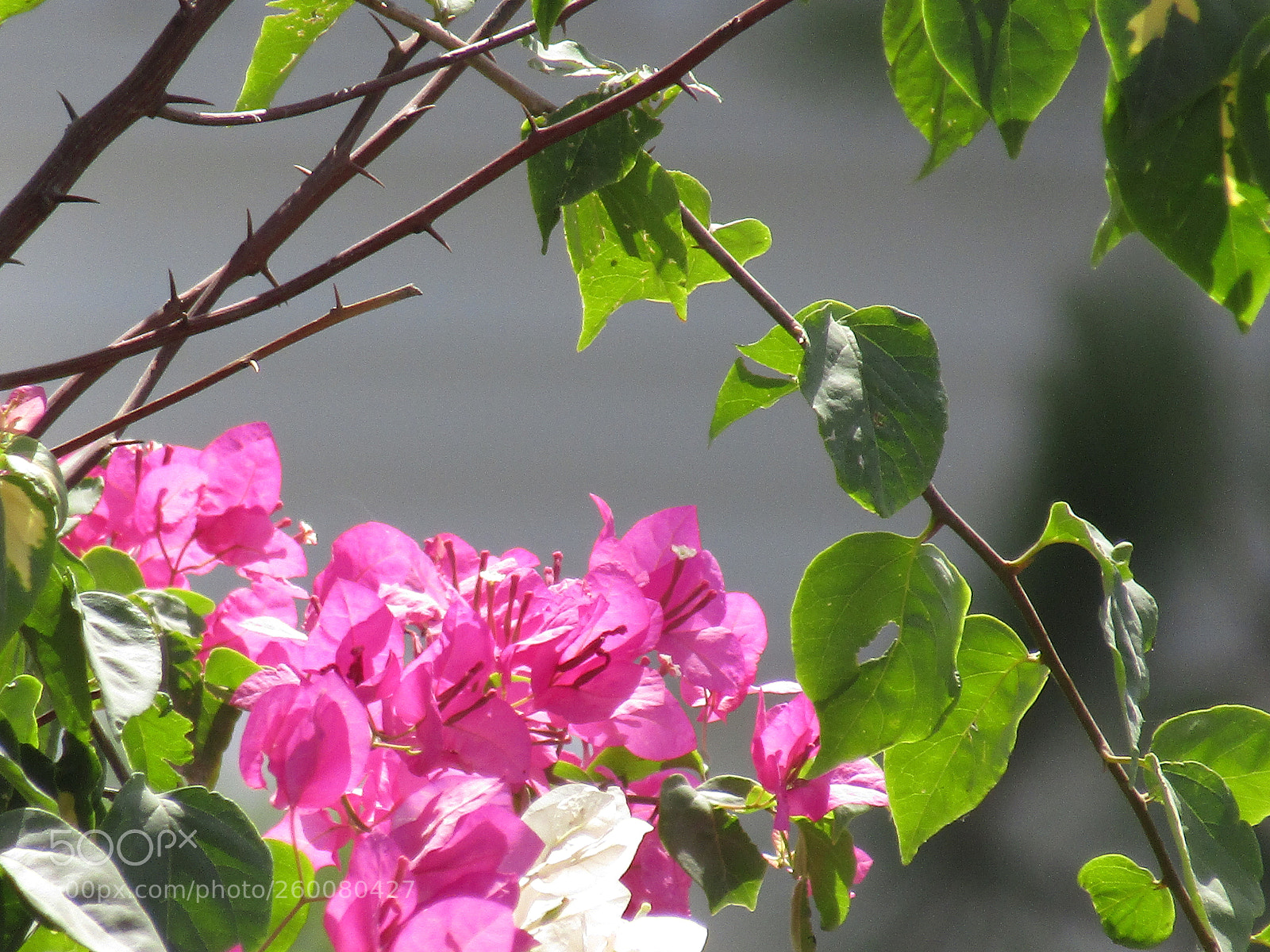Canon PowerShot SX410 IS sample photo. Img photography