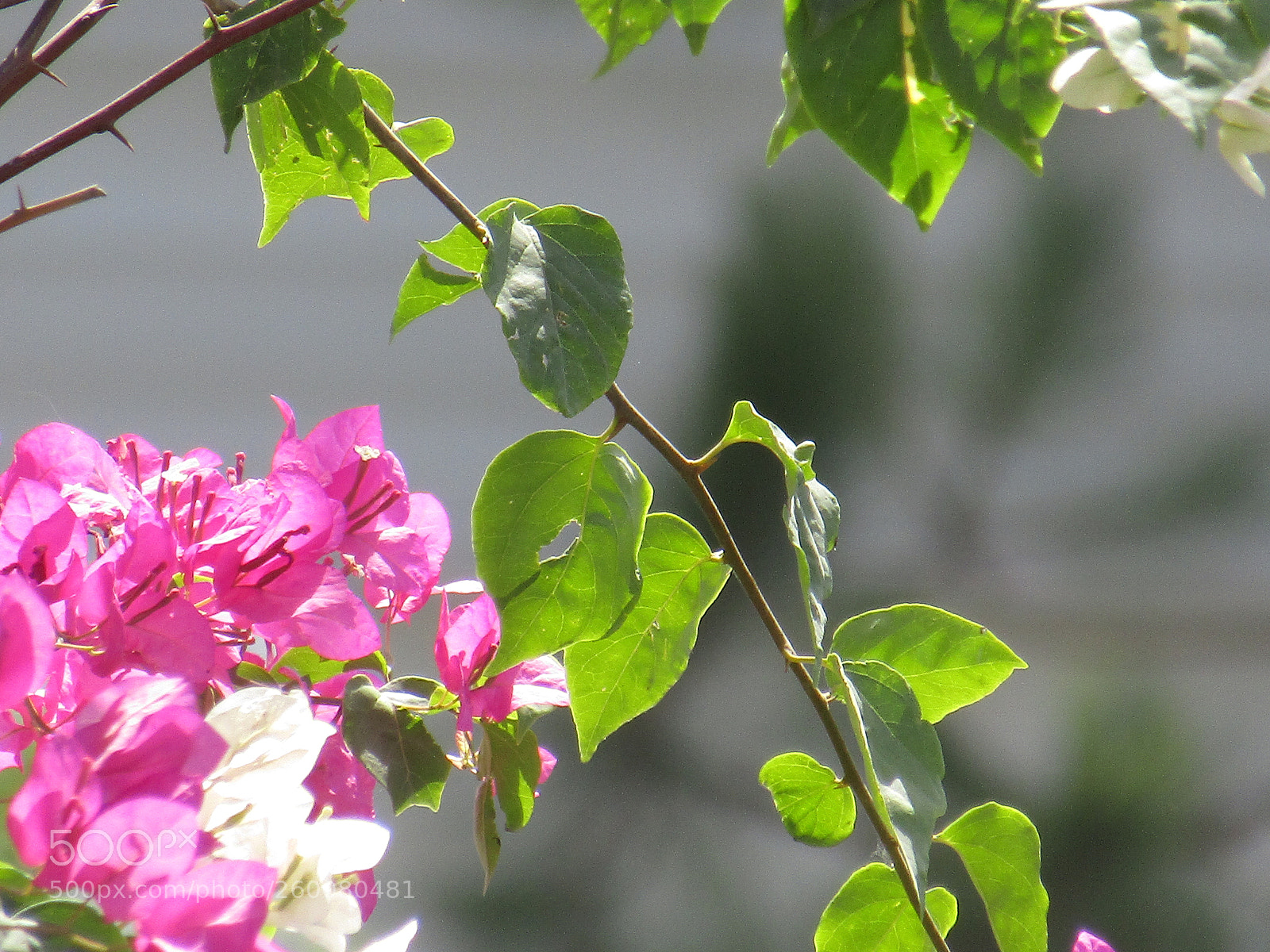 Canon PowerShot SX410 IS sample photo. Img photography