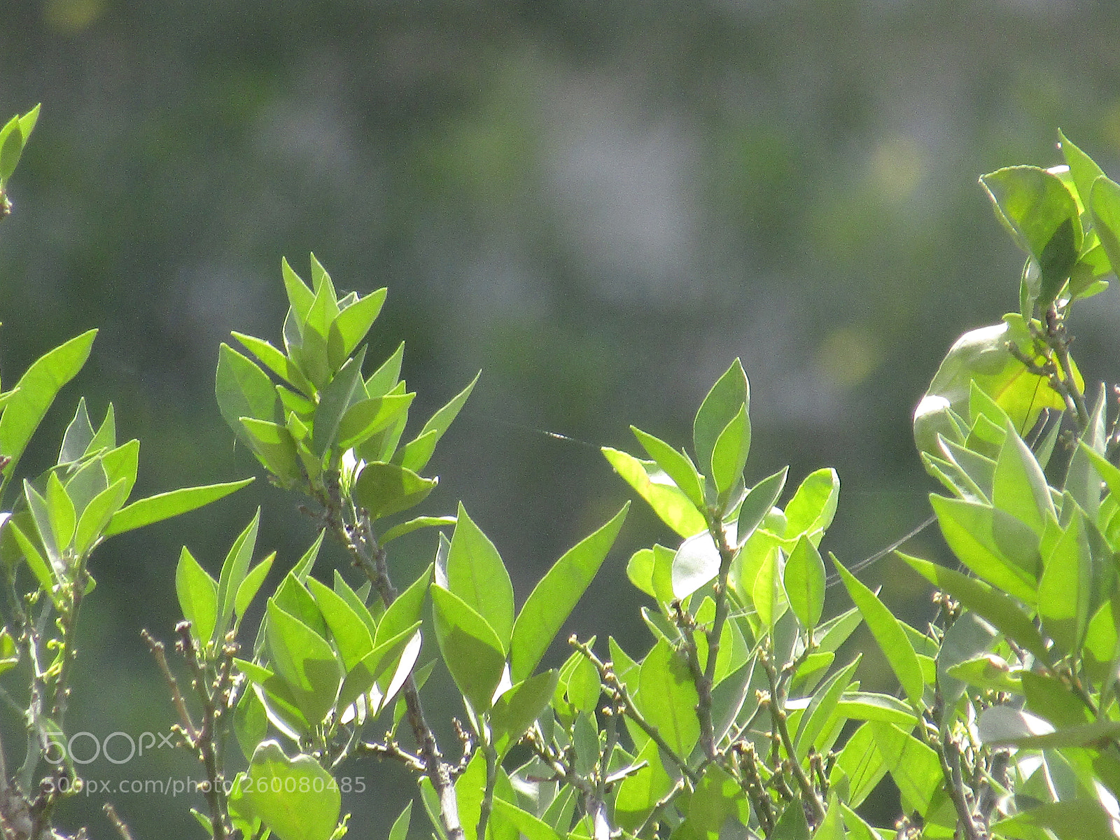 Canon PowerShot SX410 IS sample photo. Img photography