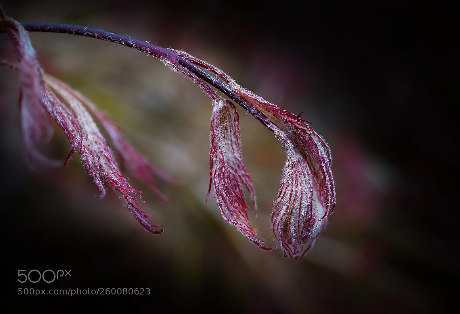 Sony a6000 sample photo. Dream world 1 photography