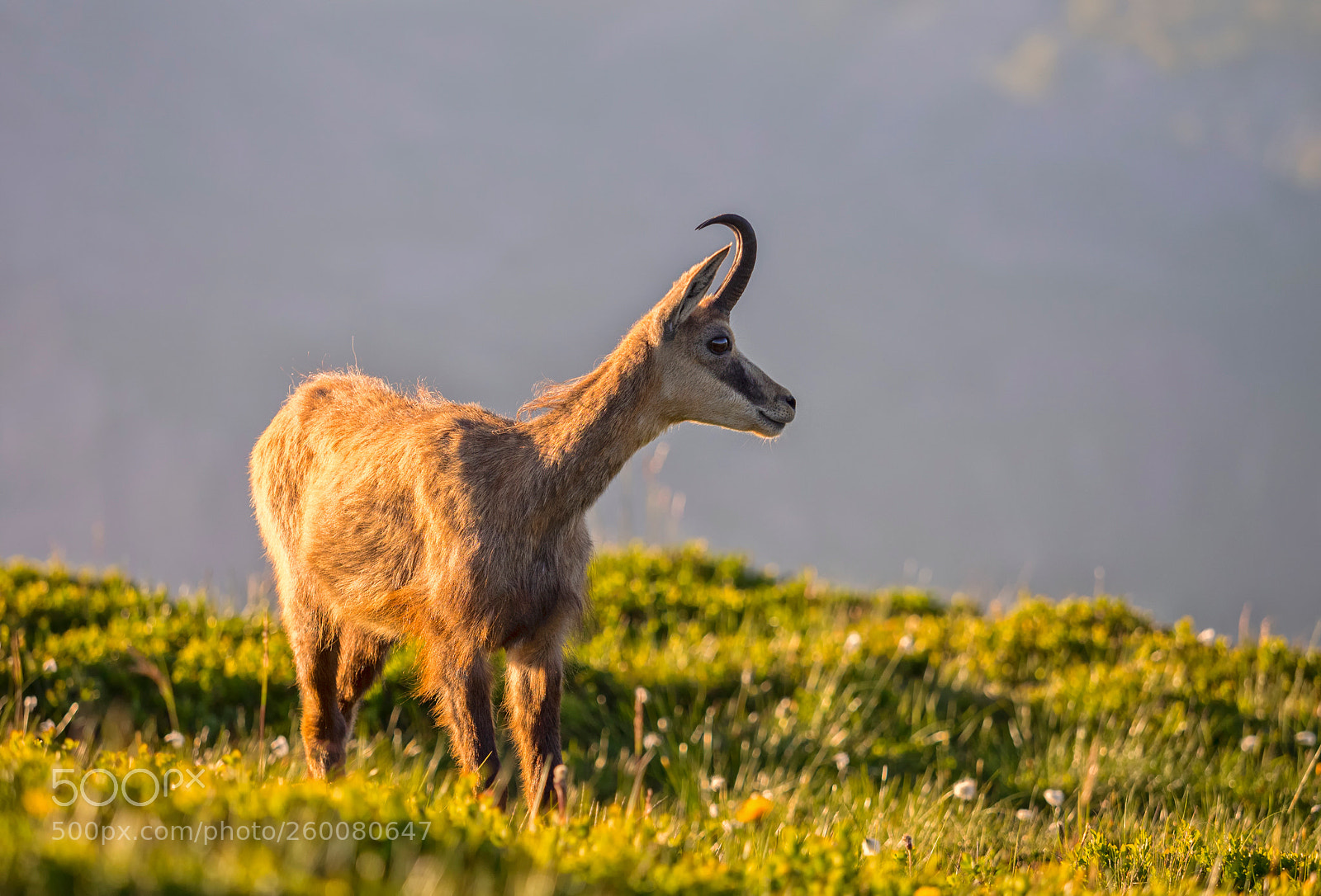 Olympus OM-D E-M1 sample photo. Evening chamois photography
