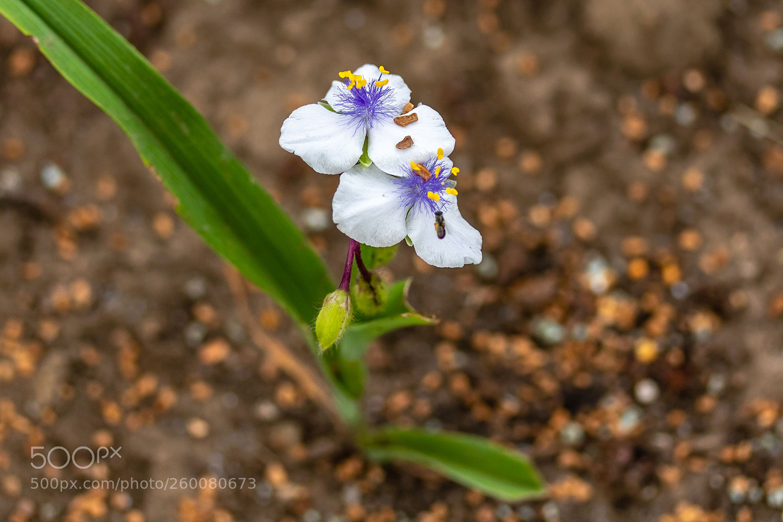 Canon EOS 7D Mark II sample photo. Several white widow's tears photography