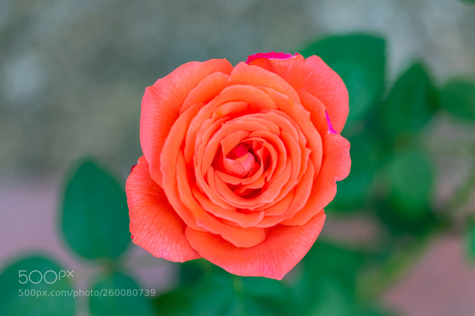 Canon EOS 7D Mark II sample photo. Top view of a photography