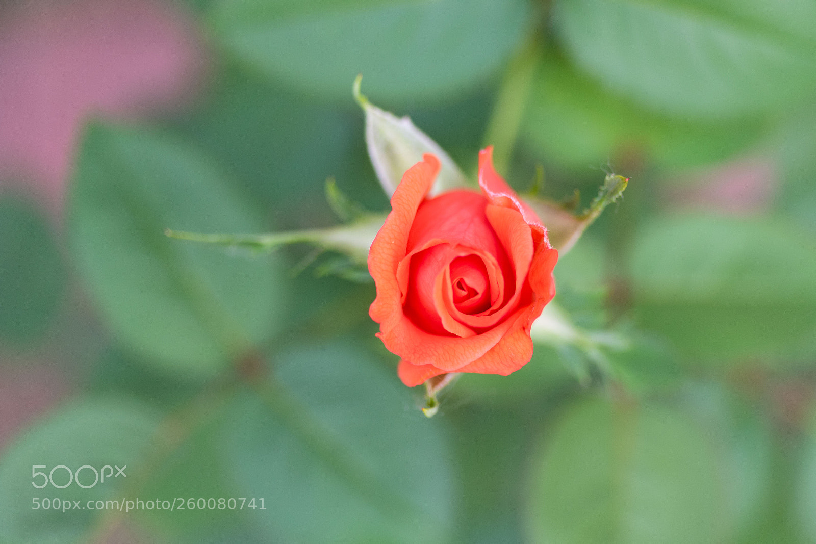 Canon EOS 7D Mark II sample photo. Top view of a photography