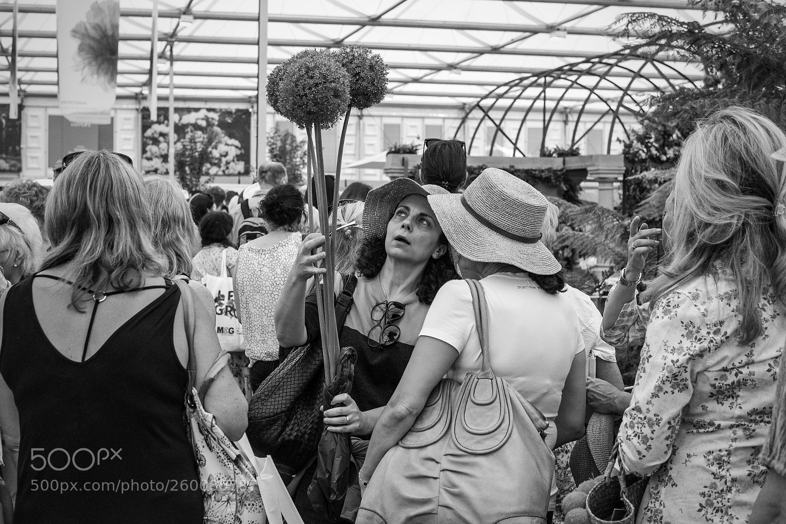 Fujifilm X-T1 sample photo. Alliums photography
