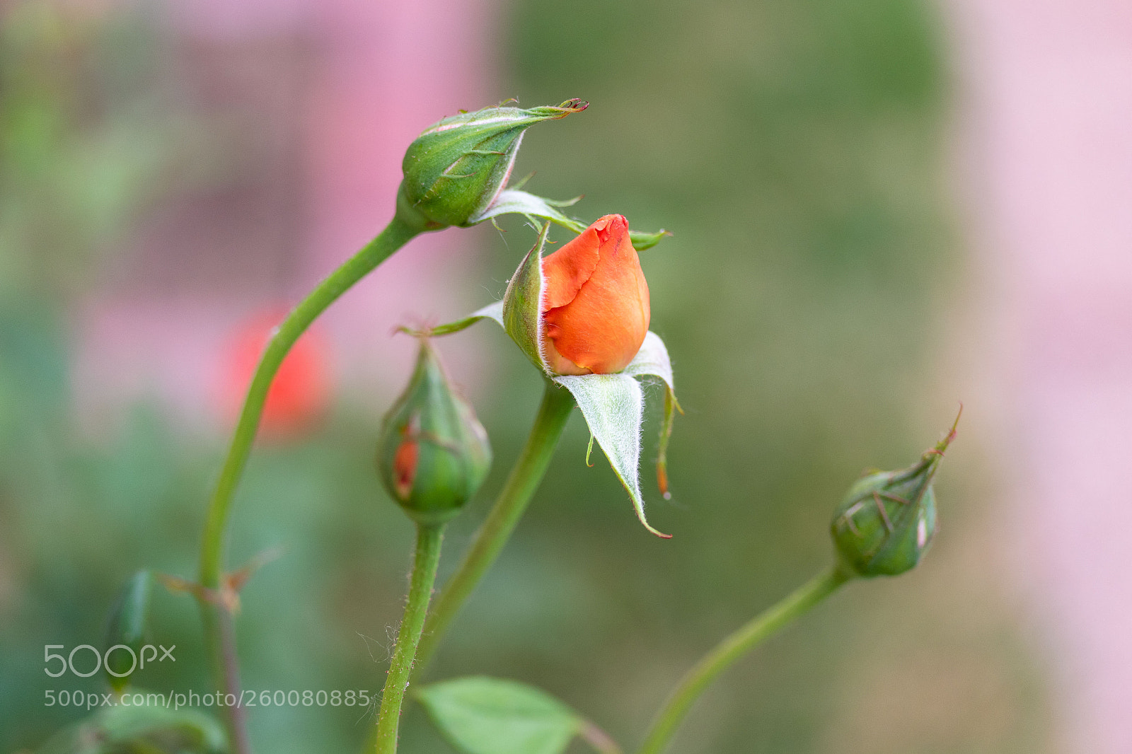 Canon EOS 7D Mark II sample photo. Side view of a photography