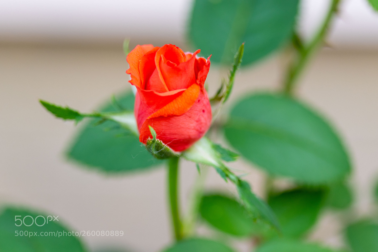 Canon EOS 7D Mark II sample photo. Side view of a photography