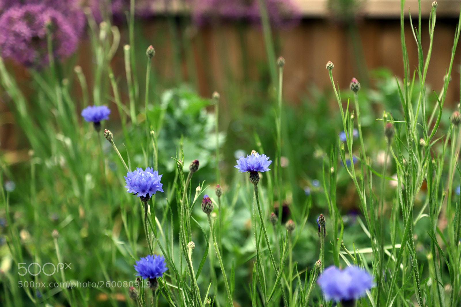 Canon EOS 6D Mark II sample photo. Flowers in the garden photography
