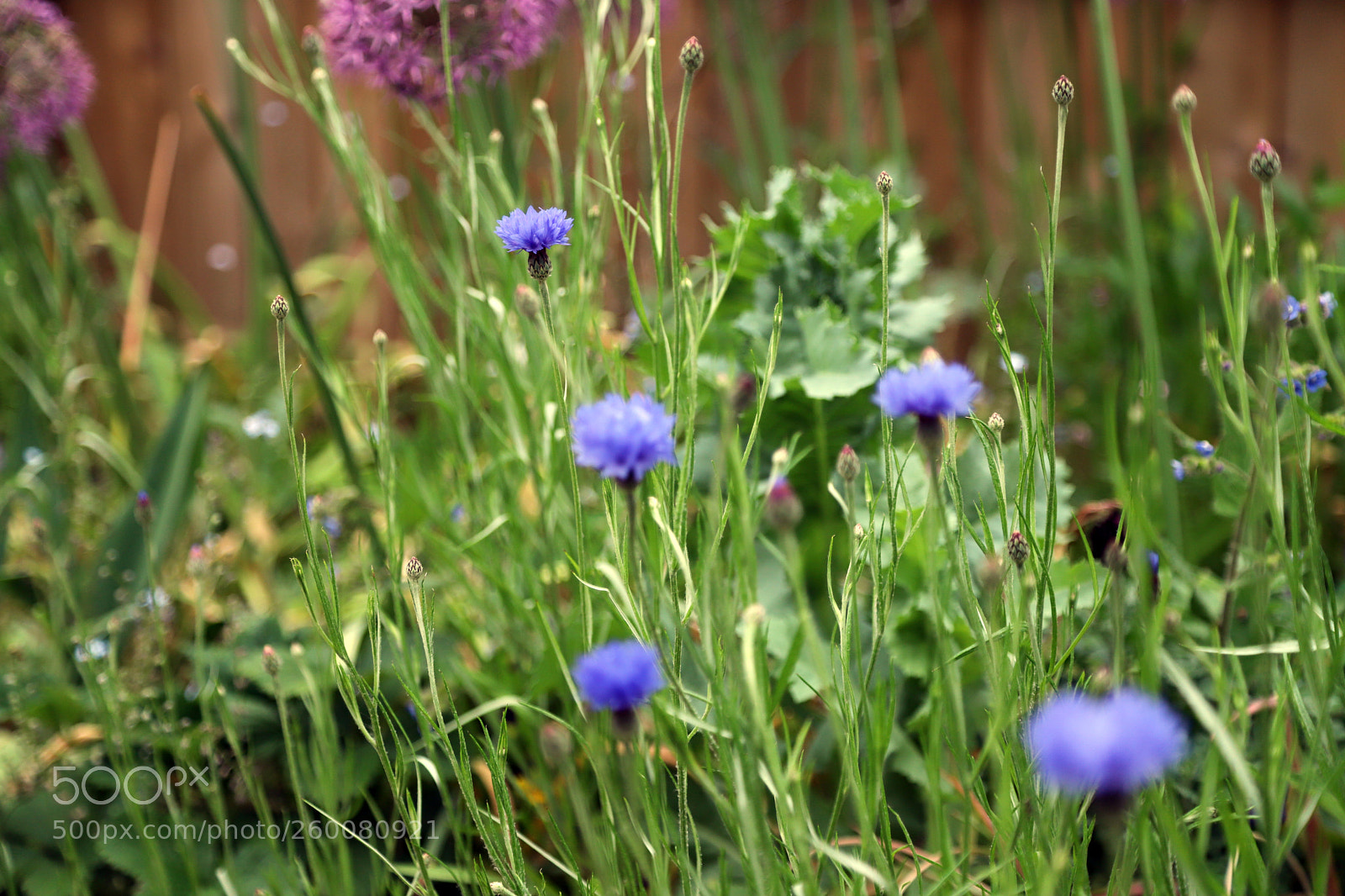 Canon EOS 6D Mark II sample photo. Flowers in the garden photography