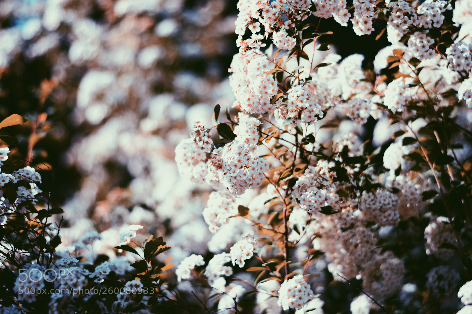 Nikon D5200 sample photo. Untitled photography