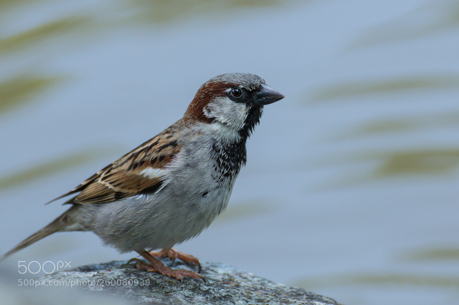 Canon EOS 600D (Rebel EOS T3i / EOS Kiss X5) sample photo. Spatz photography