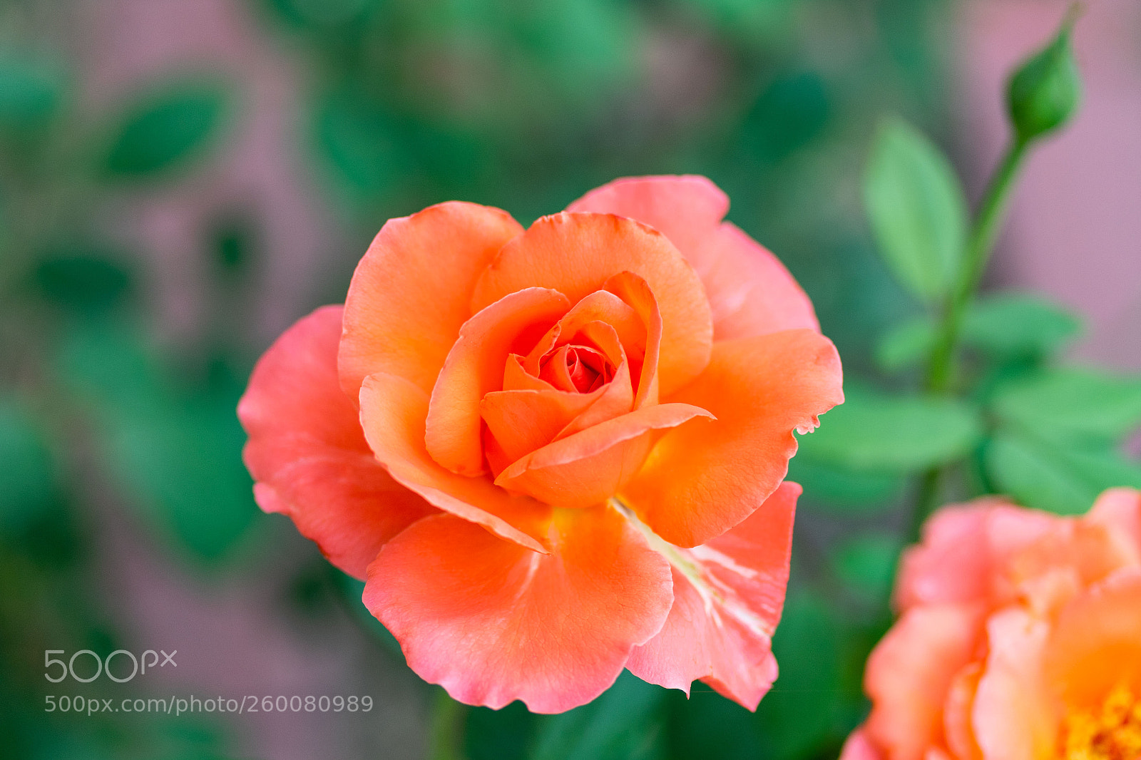 Canon EOS 7D Mark II sample photo. Top view of a photography