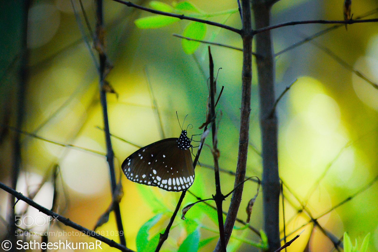 Nikon D3100 sample photo. Butterfly !! photography