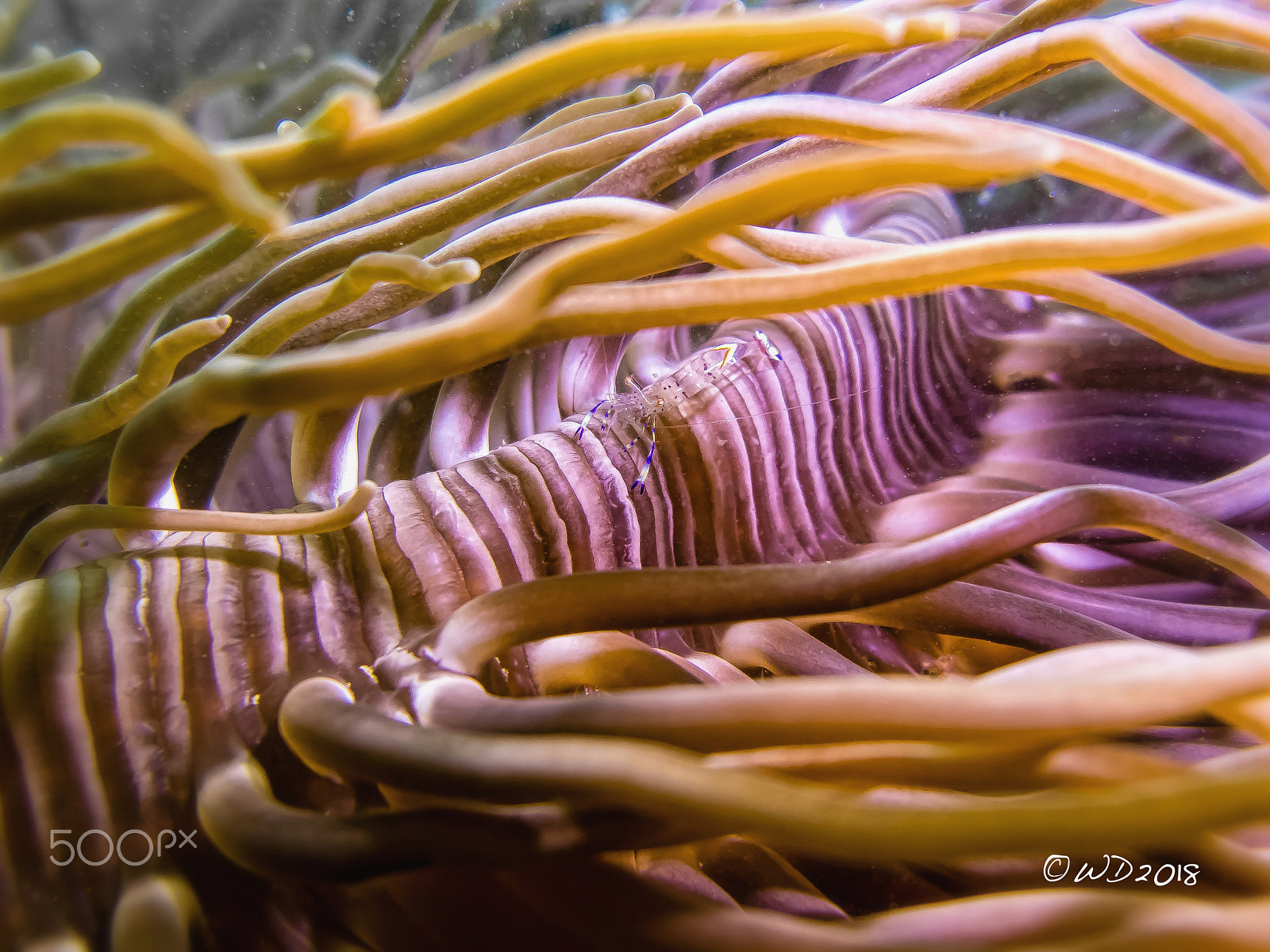 Canon PowerShot G1 X Mark II sample photo. Ancylomenes longicarpus photography
