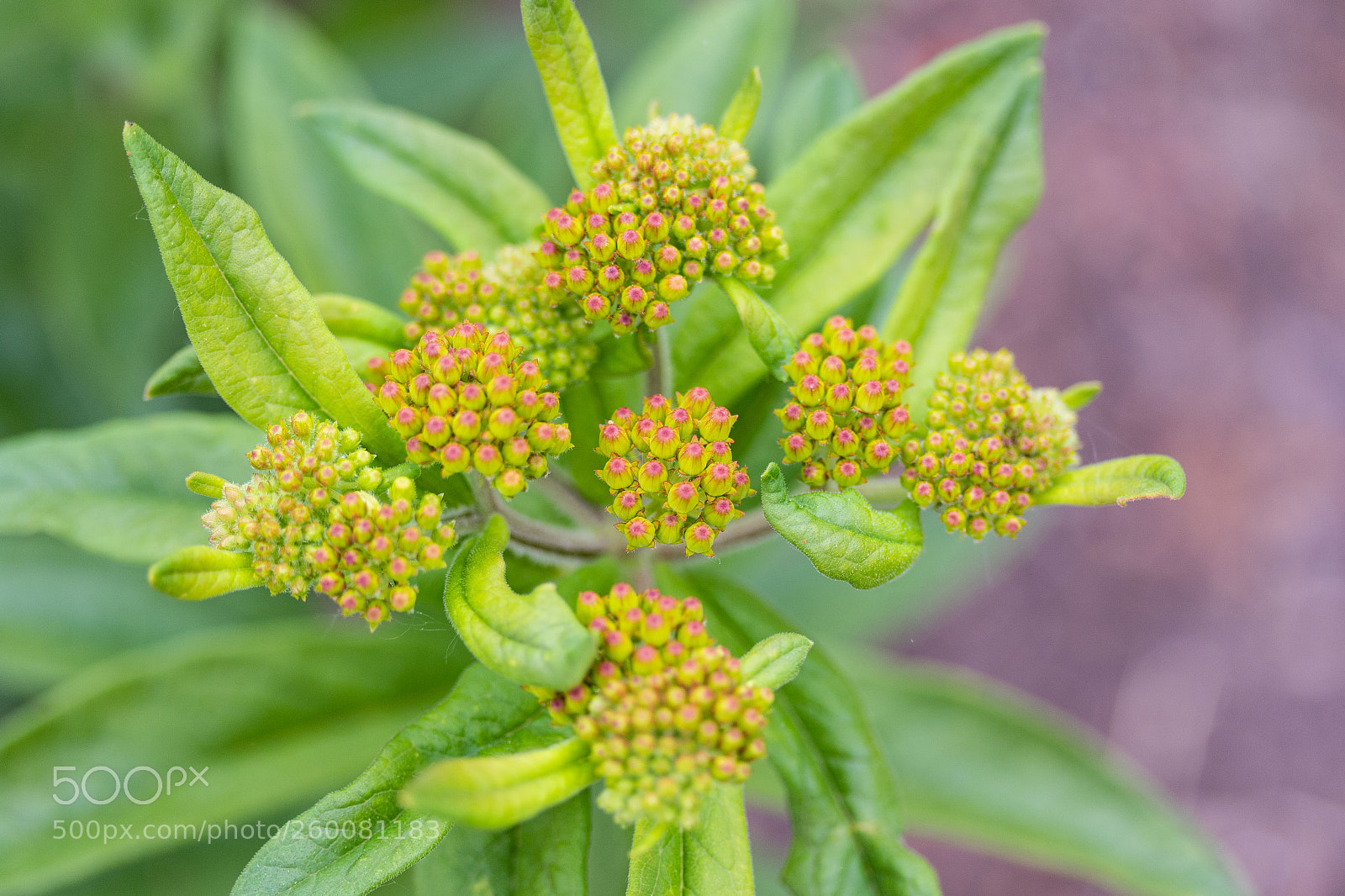 Canon EOS 7D Mark II sample photo. Close up of the photography