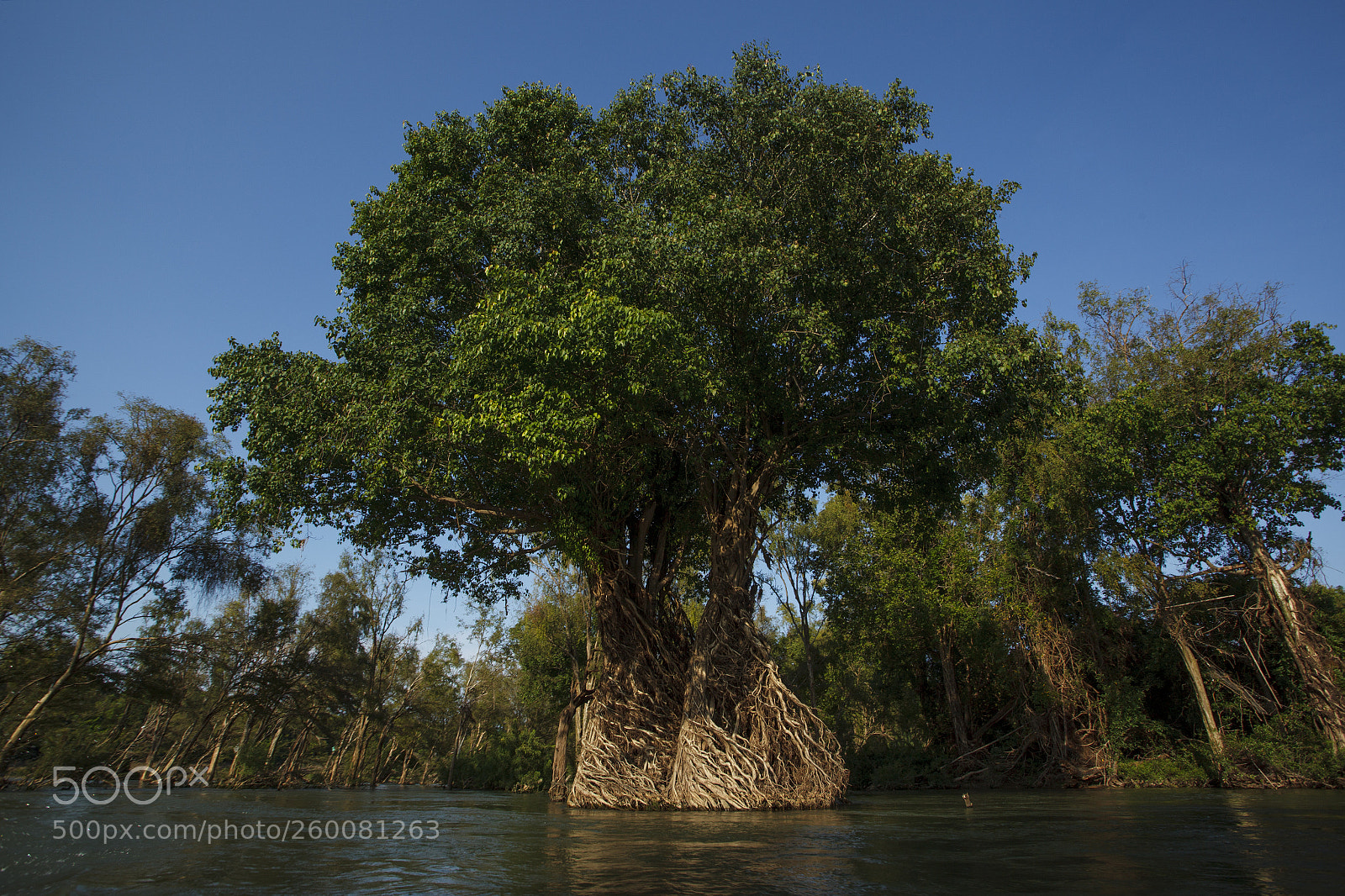 Canon EOS 5D Mark II sample photo. Land tree photography