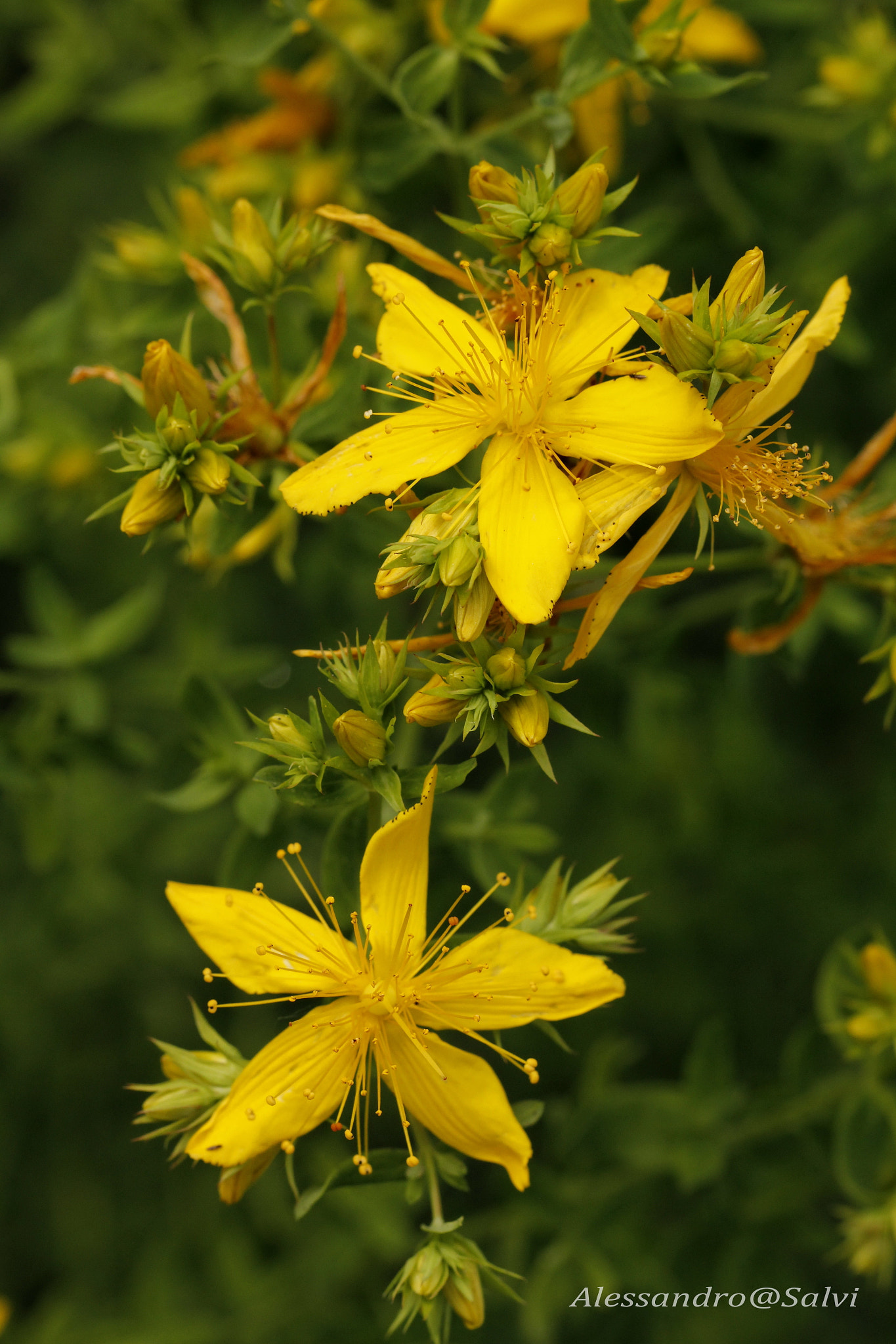 Canon EF 100mm F2.8L Macro IS USM sample photo. Flowers photography