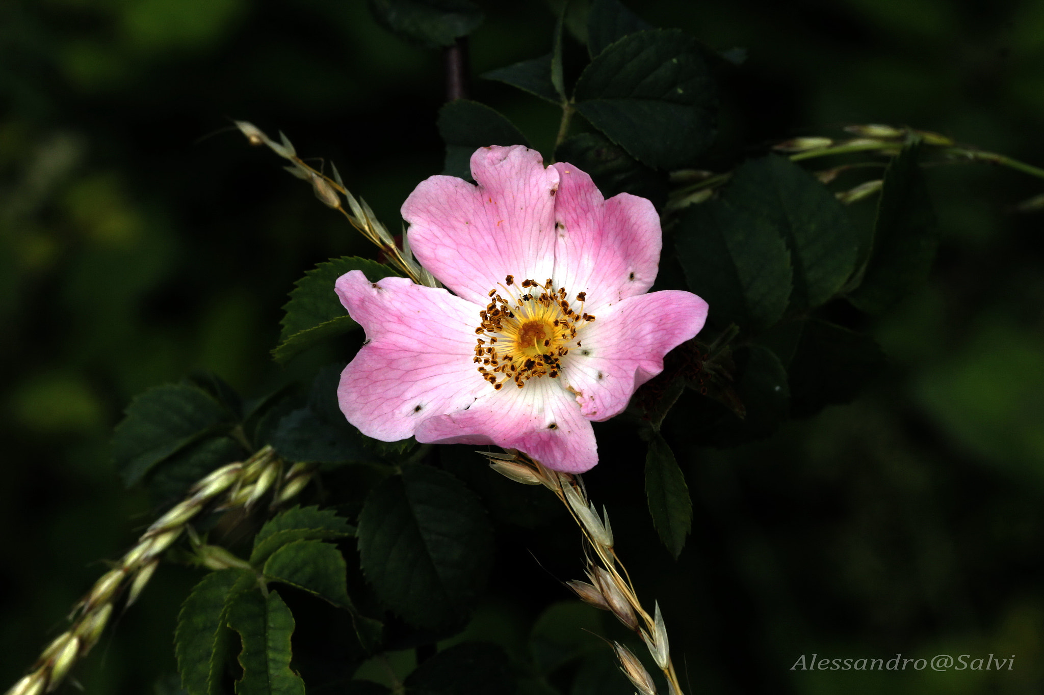 Canon EF 100mm F2.8L Macro IS USM sample photo. Flowers photography