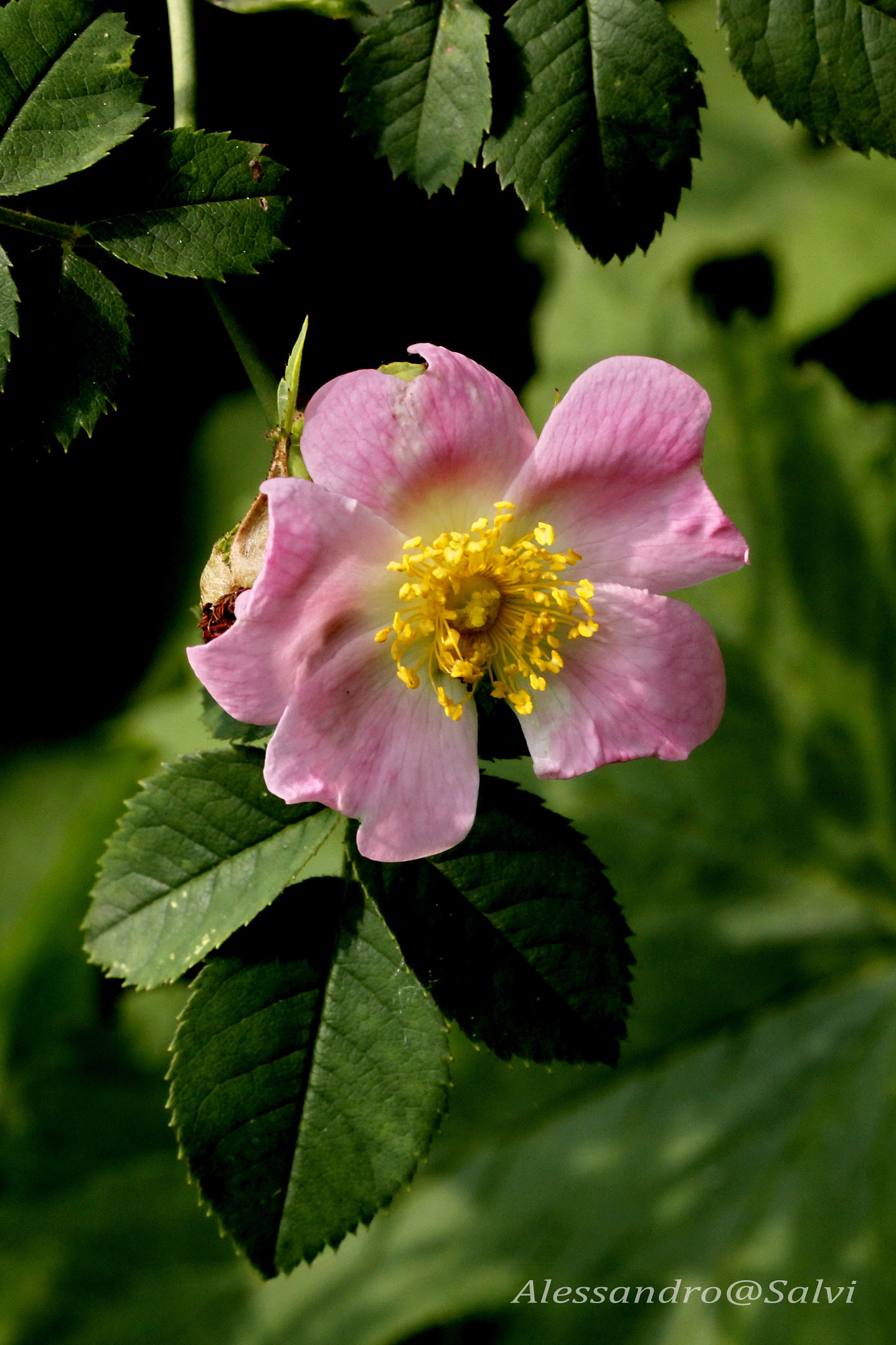 Canon EF 100mm F2.8L Macro IS USM sample photo. Flowers photography