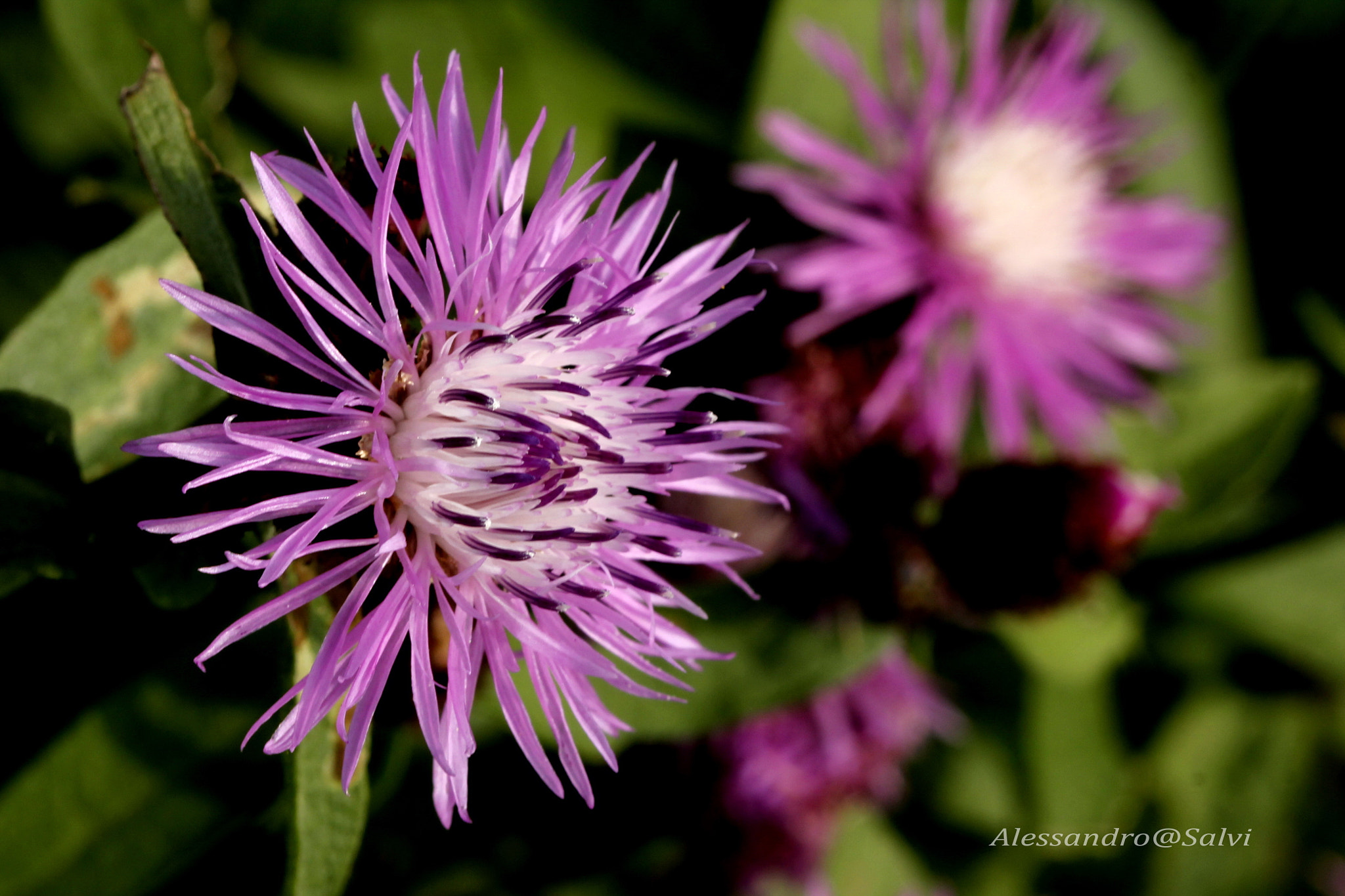 Canon EF 100mm F2.8L Macro IS USM sample photo. Flowers photography