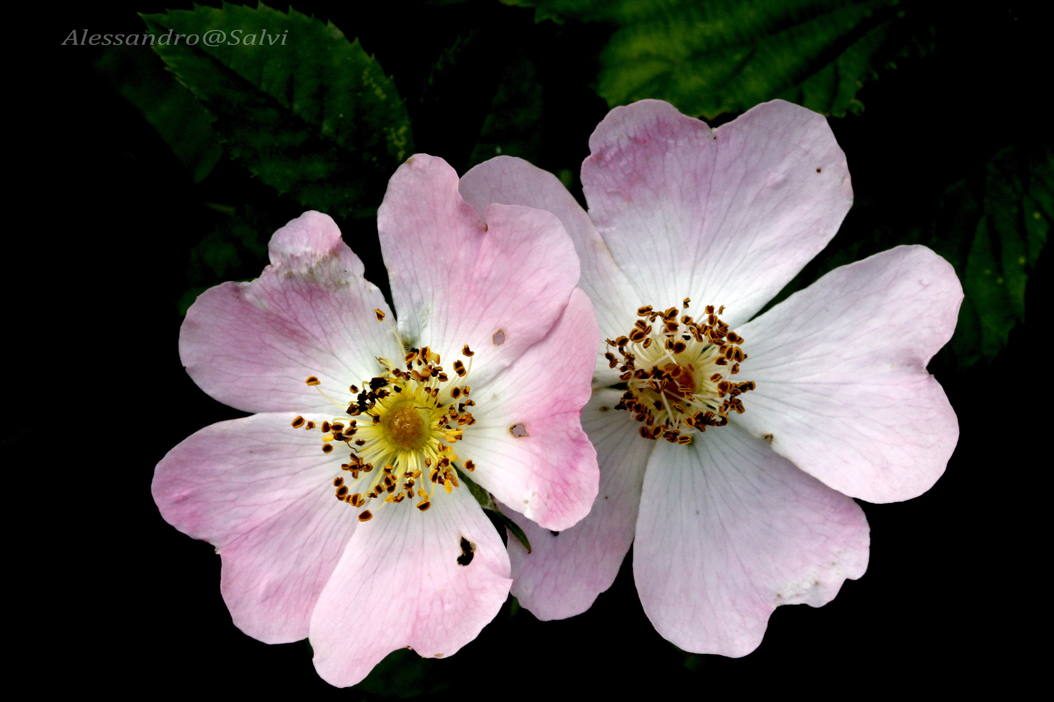 Canon EF 100mm F2.8L Macro IS USM sample photo. Flowers photography