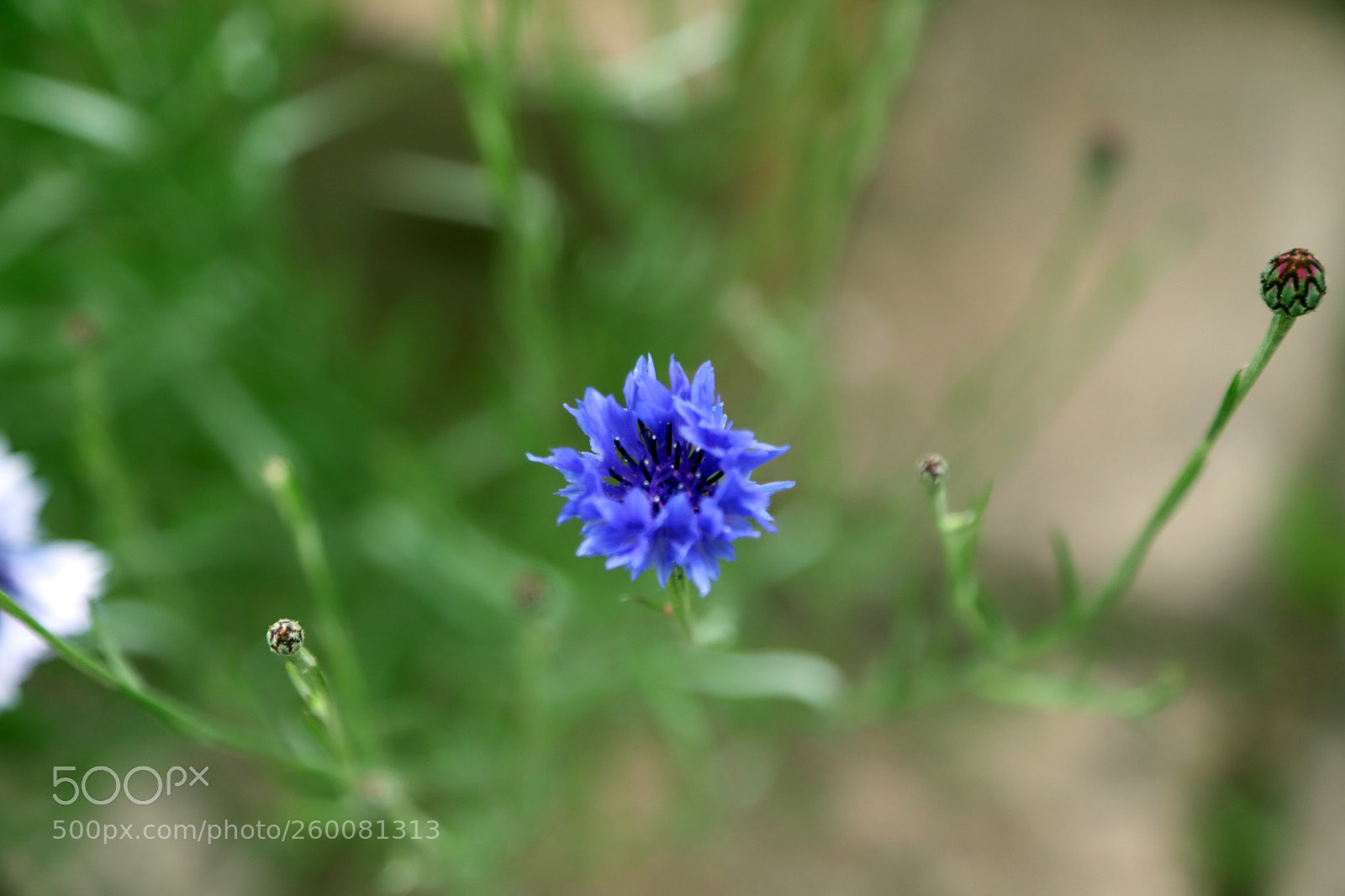 Canon EOS 6D Mark II sample photo. Flowers in the garden photography