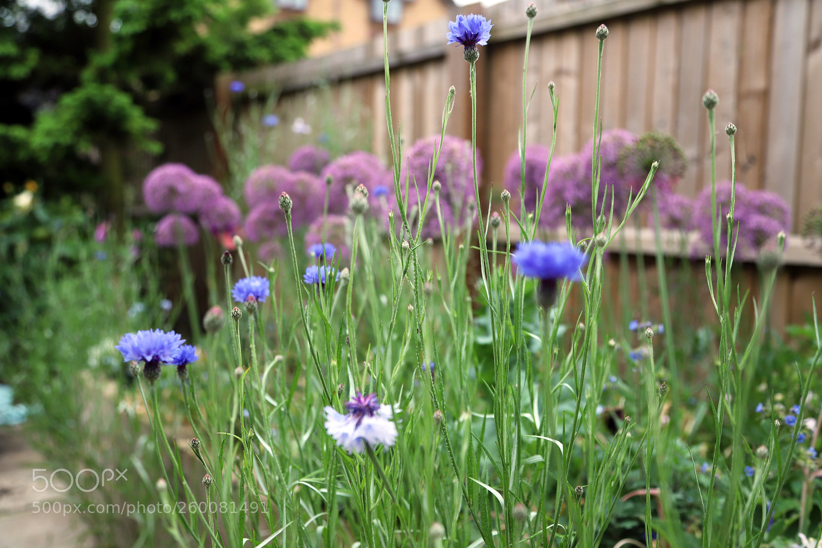 Canon EOS 6D Mark II sample photo. Flowers in the garden photography