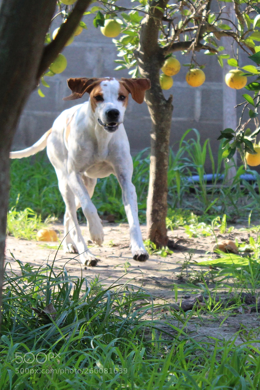 Canon EOS 1200D (EOS Rebel T5 / EOS Kiss X70 / EOS Hi) sample photo. Bella loli photography