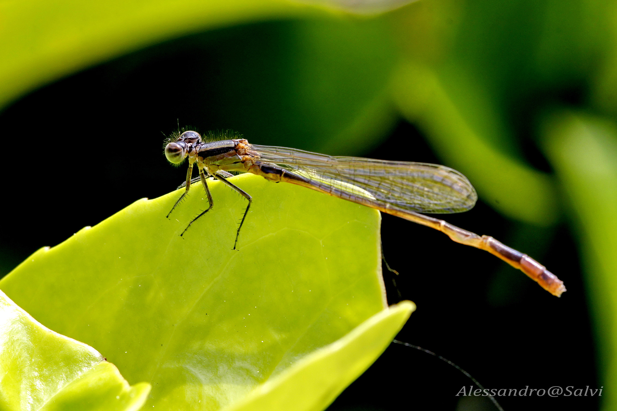 Canon EF 100mm F2.8L Macro IS USM sample photo. Dragonfly photography
