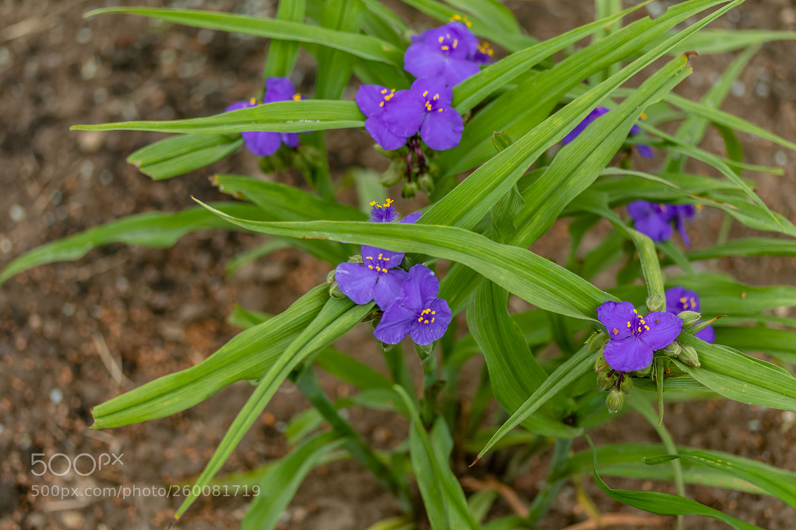 Canon EOS 7D Mark II sample photo. Several violet widow's tears photography