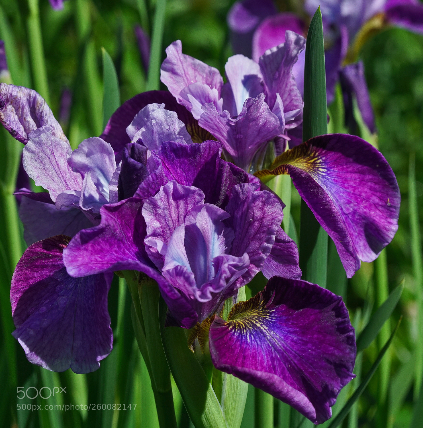 Sony a7R II sample photo. Iris delight photography