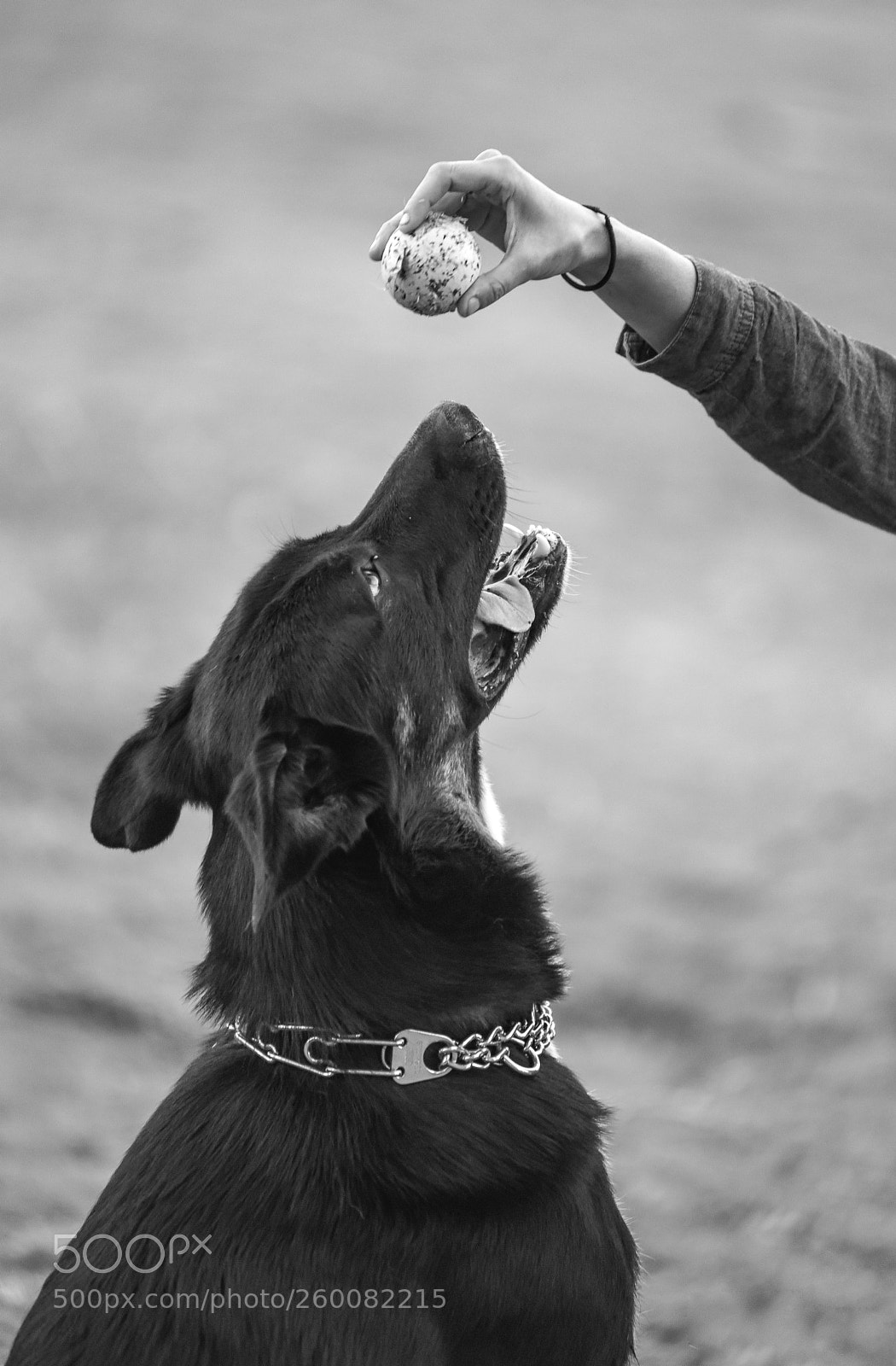 Nikon D750 sample photo. Wild concentration photography