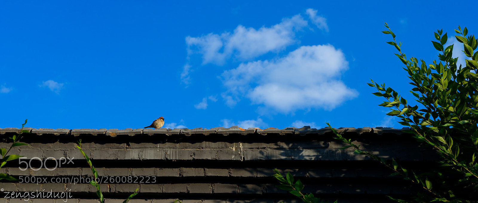 Nikon D750 sample photo. 墙头鸟 photography