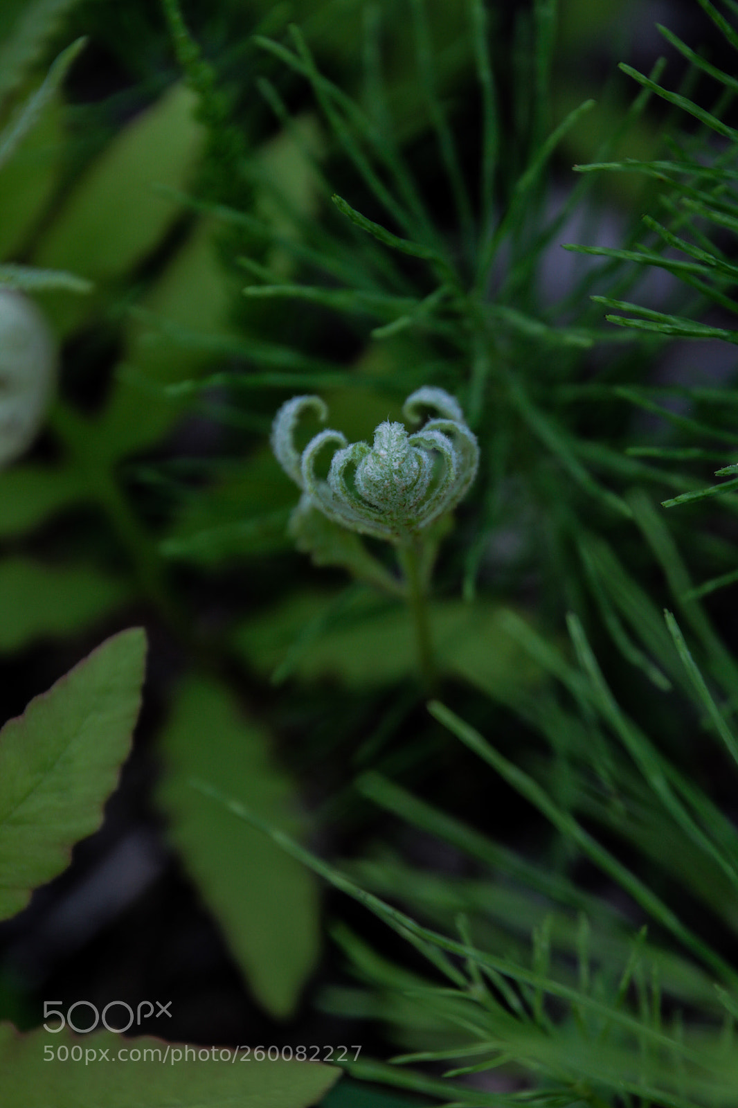 Canon EOS 7D sample photo. Baby fern photography